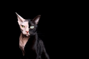 photo manipulation of two different cats mixed together. a black domestic cat and a hairless sphynx cat isolated on black background photo manipulation of two different cats mixed together. a black domestic cat and a hairless sphynx cat isolated on black background
